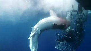 Great white shark hits cage and bleeds to death (Viewers discretion advised) | Original Video