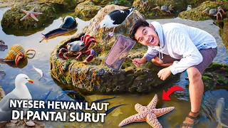 NYESER HEWAN LAUT APAPUN DI PANTAI SURUT UJUNG GENTENG SUKABUMI!