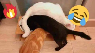 😂 Funniest Cats and Dogs Videos 😺🐶 || 🥰😹 Hilarious Animal Compilation №349