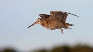 Woodcock on the Black Isle