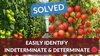 SOLVED! - Easily identify Indeterminate tomato plants from Determinate tomato plants.