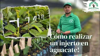 Cómo realizar un injerto en Aguacate! 🥑🇨🇴🥰🌱