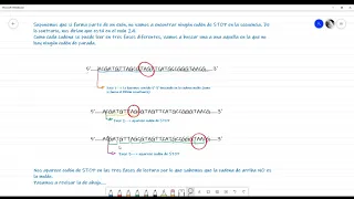 EJERCICIO. Como identificar la cadena molde y la codificante en el ADN. PARTE I