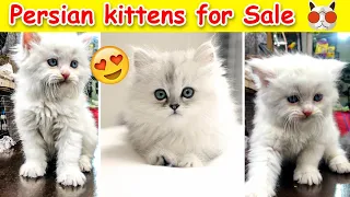 Persian Kittens For Sale 💕❤️