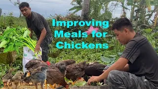 Improving Chicken Meals From Vegetables That Grow Naturally In The Countryside | Tam Ckicken Farm