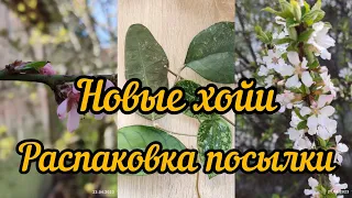 новые хойи, распаковка посылки