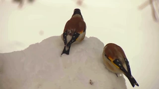 Красивые птицы зимой. Зимующие птицы у кормушки. Birds Russia.