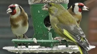 Goldfinches and A Greenfinch on The Peckish Bird Feeder in The Rain - Best Bird Feeders