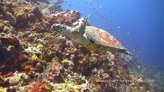 World Class Scuba Diving in Komodo, Indonesia