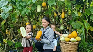 Everyday joy: Harvesting five-colored Melons and taking them to the market to sell | Single girl