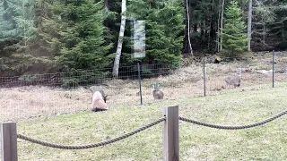 Ragdollcats getting acquainted with new neighbors, cat meets deer first time