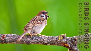 Birds Chirping - Bird Songs Healing For The Heart, Calms The Nervous System And Pleases The Mind