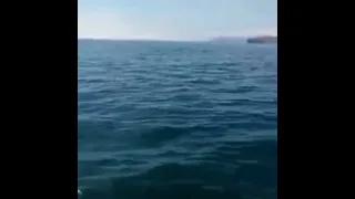 orca s attack