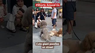🐶😍Adorable giant poodle on street, cutest #poodle, cute dog, funny dog #shorts #shortsaroundus