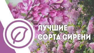 Лучшие сорта сирени в ботсаду МГУ. Саженцы сирени в Москве