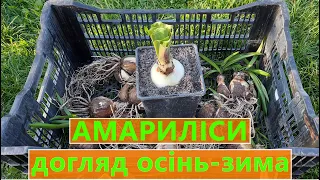 АМАРИЛІСИ ДОГЛЯД ПІСЛЯ ЦВІТІННЯ 🌺 КОЛИ ВИКОПУВАТИ ГІПЕАСТРУМИ ОСІННЮ 🍂 ТА ЯК ЗБЕРІГАТИ ЗИМОЮ ❄️