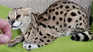 Serval bites