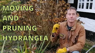 MOVING AND PRUNING HYDRANGEA