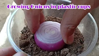 Growing Onions in Plastic Cups / How to grow Indian onions in plastic cups by NY SOKHOM