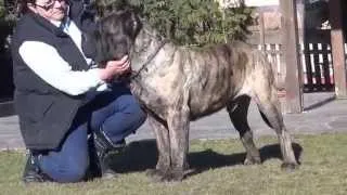 Unser neuzugang Alonso ( Taras ) 3 Jahre alter Dogo Canario Rüde