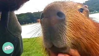 Capybara Makes a Human Friend And Brings Him to the Whole Family | Cuddle Buddies