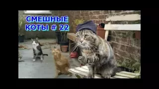 Приколы с кошками и котами #22. Подборка смешных и интересных видео с котиками и кошечками 2017