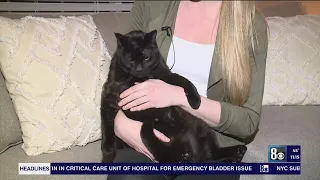 Missing cat reunites with Las Vegas family 2 years later