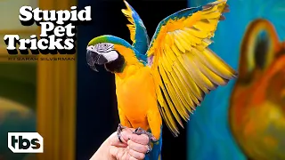 This Parrot Can Roller Skate (Clip) | Stupid Pet Tricks | TBS