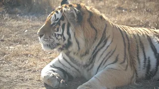 How are Siberian tigers protected in China's Heilongjiang
