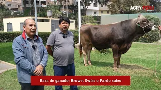 Raza de ganado Brown Swiss Pardo suizo Banco Nacional de Semen Programa de Mejoramiento Animal UNALM