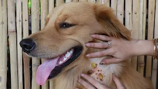 OMG !  We Found A Lot of Ticks on Golden Retriever Body - Remove Many Ticks from Dog Body