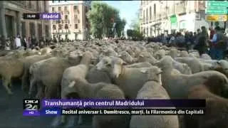 DIGI 24 - Transhumanţă. Mii de oi invadează centrul Madridului