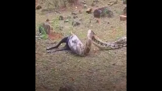 PYTHON EAT FULL GOAT |GOD NINETEEEN