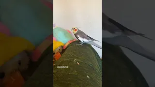 Cockatiel has existential crisis after singing #yumyumthetiel #bird #cockatiel #parrot #pet #cute