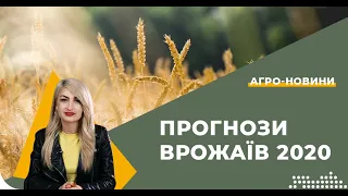 Пшениця 2020. Прогноз на урожай. Агро Новини