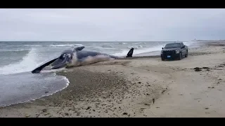 Dead Finback Whale Washes Up On Duxbury Beach - What to do now?
