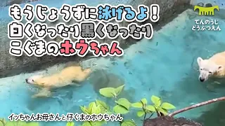 【天王寺動物園】もう上手に泳げるよ！白くなったり黒くなったり、滑り台も大好き仔グマのホウちゃん [Tennouji Zoo]  Polar Bear Icchan and Houchan