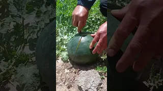 Beautiful and fresh watermelon - Watermelon cutting skills