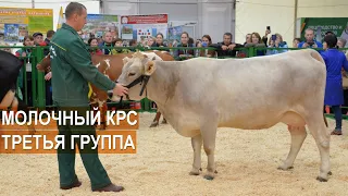 Ярославская, Костромская, Бурая Швицкая и Айрщирская породы коров. Выставка Золотая Осень-2019