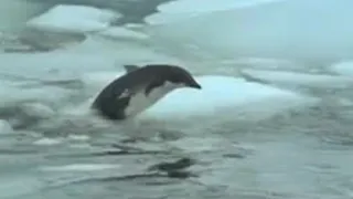 Penguin vs Leopard Seal | BBC Studios