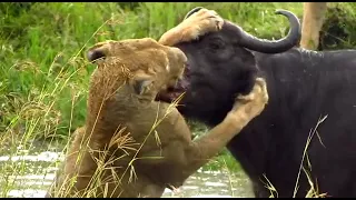 olkeju rongai pride female battling the buffalo.