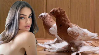 Богатые мажоры вернулись за $1 vs $250,000! Двухчубые голуби. Tauben. Pigeons. Palomas. Pombos.