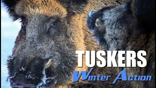 Best winter driven hog hunt - Tusker winter action in Bulgaria