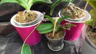 Как заставить цвести орхидеи?Лучший способ. Отличный результат