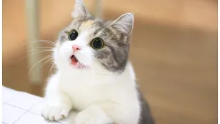 Wanna Feel Happy All Day Long? Then Watch These Adorable Cats!