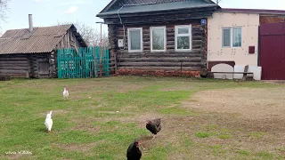 Жизнь в деревне.Заболела.Солю сало по своему  рецепту и  с канала@Деревенька моя.Галюня в деревне.