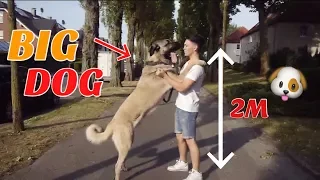 Ein Tag mit meinem RIESEN HUND!!😱😍🐶