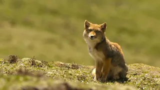 Feeding Hungry Fox Cubs is a Full-Time Job | 4K UHD | China: Nature's Ancient Kingdom | BBC Earth