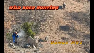 Wild Boar Hunting / Domuz Avı / Heyacanlı Kovalamaca / Excited Chase