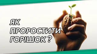 Розмноження грецького горіха насінням | Як садити горіхи з горішка? #посадкагоріхів #сад #ІдеяСад